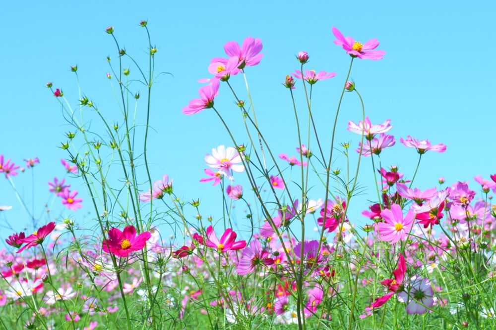 Cosmos flowers blooming at Expo Park in Osaka