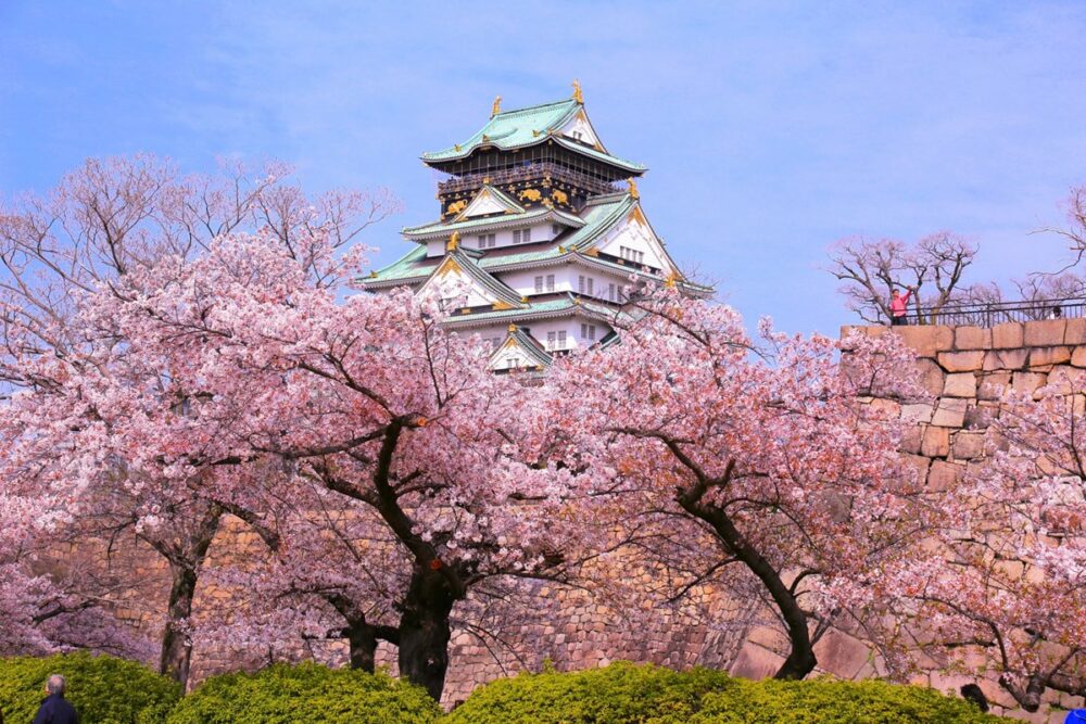 Cherry blossoms in full bloom at Osaka Castle Park