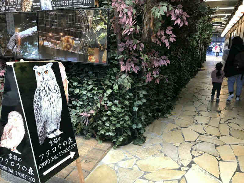 1109-Private-Tour-from-Osaka-to-Kyoto-Owls-Forest-Cafe