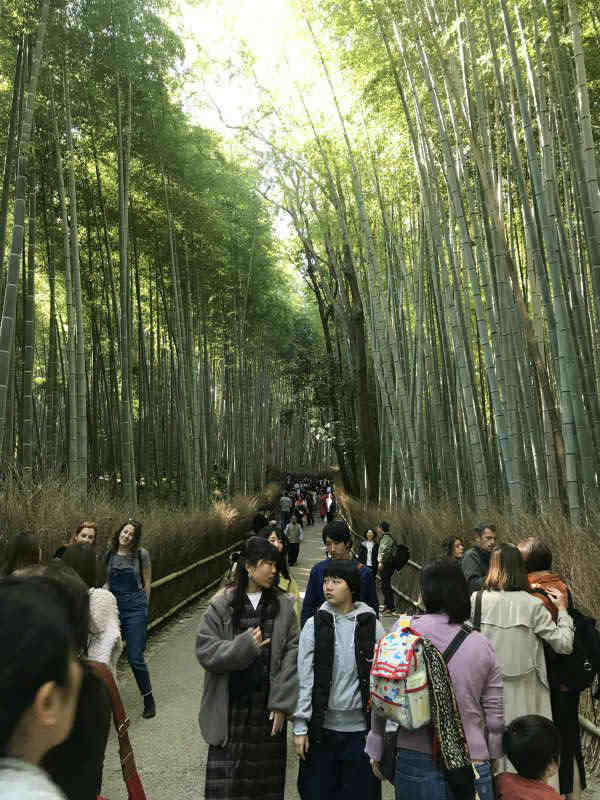 1110-Private-Tour-from-Osaka-to-Kyoto-Arashiyama-Bamboo-Foresti